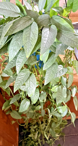 Cebu blue pothos cuttings - pothos, 5x