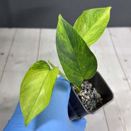 Japanese variegated pothos - variegated,