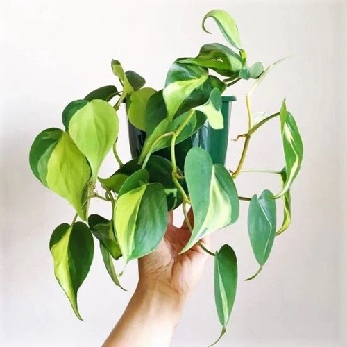 Brazil brasil philodendron - brazil,