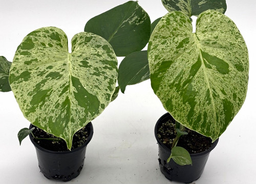 Monstera bulbasaur 4inch live - monstera,